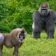 Detroit Zoo CZAW - Conjour Zoology Report - Conjour - Drill Gorilla