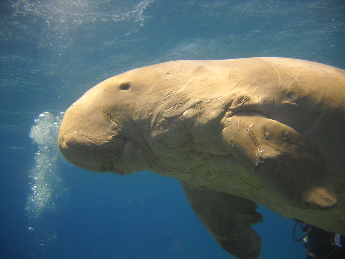 Dugong - Sea Cow - Conservation Journal - Conjour