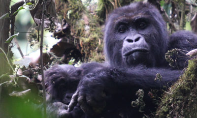 Eastern Lowland Gorilla - Grauers Gorilla - Conjour Conservation Report - Feature
