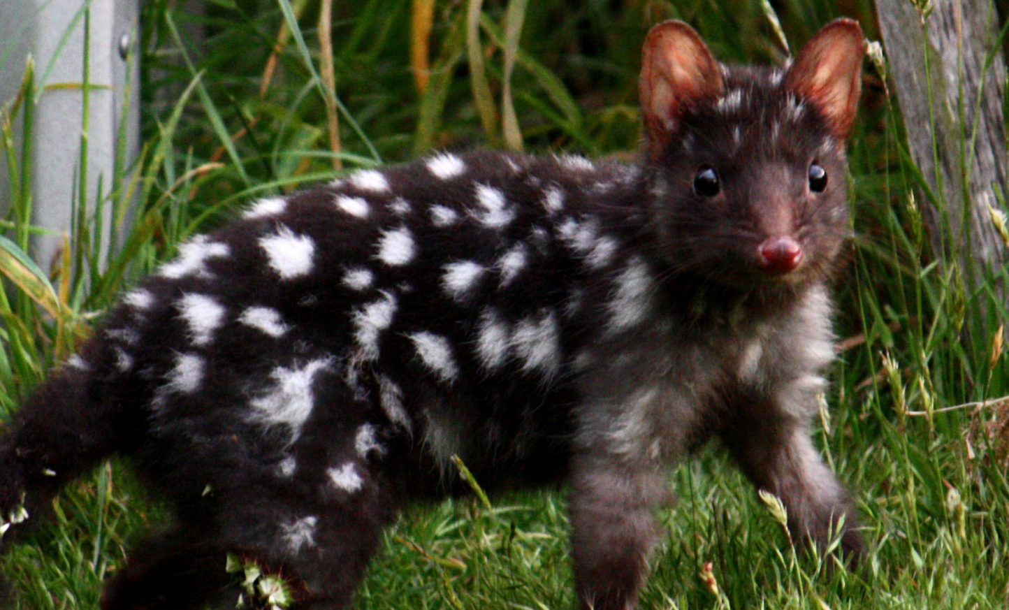 eastern quoll conservation announcement Conjour in situ work