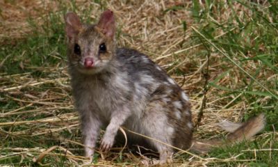 Eastern Quoll Transportation - Conjour In Situ Update - Fawn