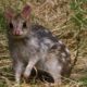 Eastern Quoll Transportation - Conjour In Situ Update - Fawn