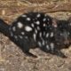 Eastern quoll reintroductions confirmed for mainland australia - Conjour In Situ Update - Rewilding Australia