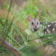 Eastern quolls are back from extinction - Eastern quoll reintroduction - Conjour In Situ Update - Feature