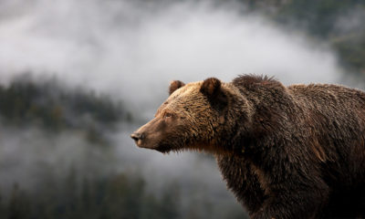 Eric Sambol - The Great Bear Rainforest - Conjour Wildlife Photography Feature - Grizzly Overlooking Mist - Feature