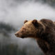 Eric Sambol - The Great Bear Rainforest - Conjour Wildlife Photography Feature - Grizzly Overlooking Mist - Feature