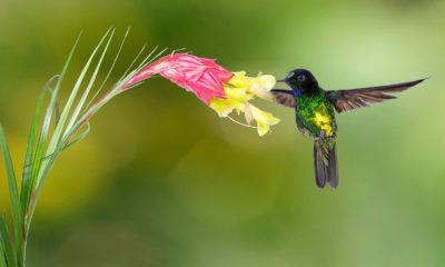 Feature image - hummingbird - half earth study - conjour