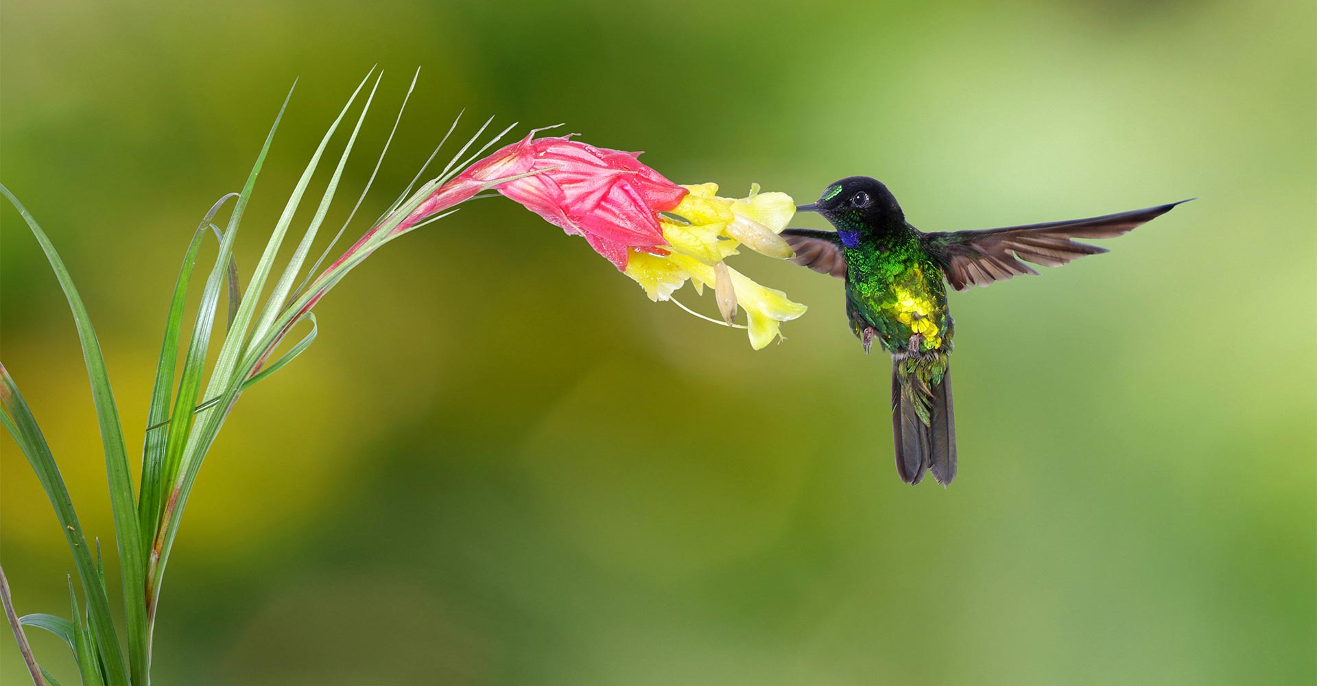 Feature image - hummingbird - half earth study - conjour