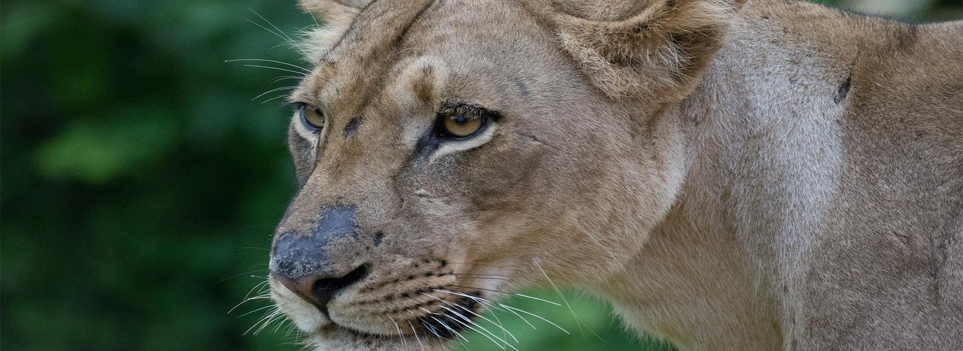 Finding Wildlife - Tessa Manning - Conjour Wildlife Photography Feature - Lioness Zambia