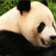 Giant Panda - Conjour Conservation Report - Giant Panda Close Up