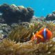 Great Barrier Reef aiming to be saved - Conjour Editorial - Australia Great Barrier Reef - Coral - Reef Fish - Feature Image - 1