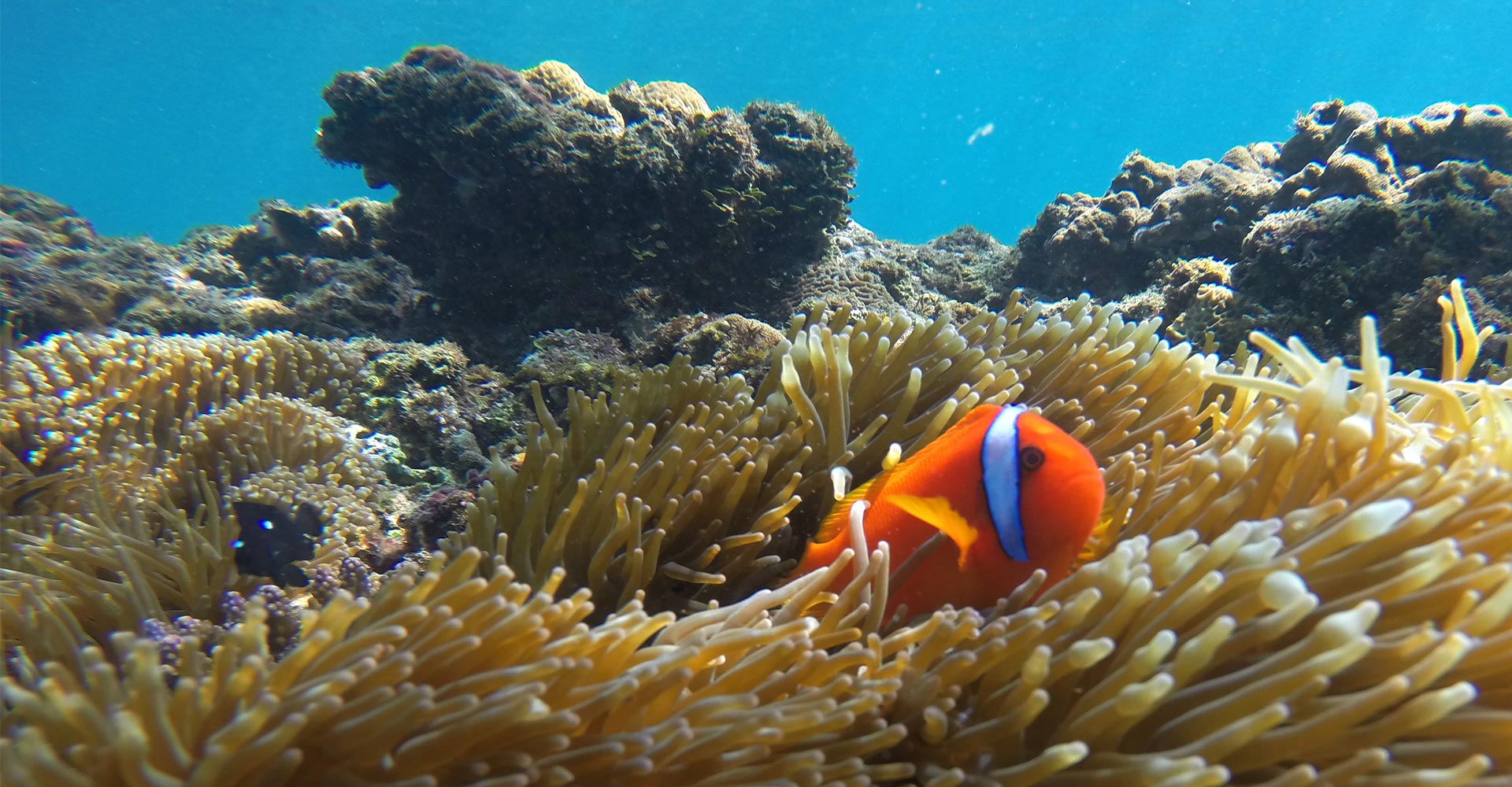 Great Barrier Reef aiming to be saved - Conjour Editorial - Australia Great Barrier Reef - Coral - Reef Fish - Feature Image - 1