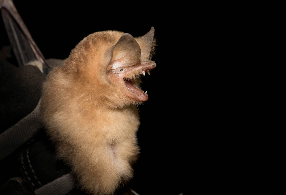 Greater cuban funnel eared bat - Natalus primus - ZSL - Oliver Wearn - Conjour Conservation Report - Feature