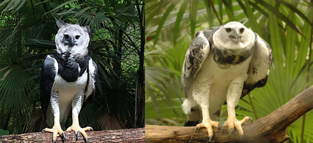 Harpy Eagle - Conservation Report - Conjour Interviews Peregrine Fund