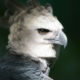 Harpy Eagle - Conjour Conservation Report - Bird of Prey - Feature Image