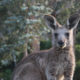 How To Actually Fix Australias Conservation Crisis - Australia - Kangaroo - Conjour Editorial - Banjoroam Photography - Feature