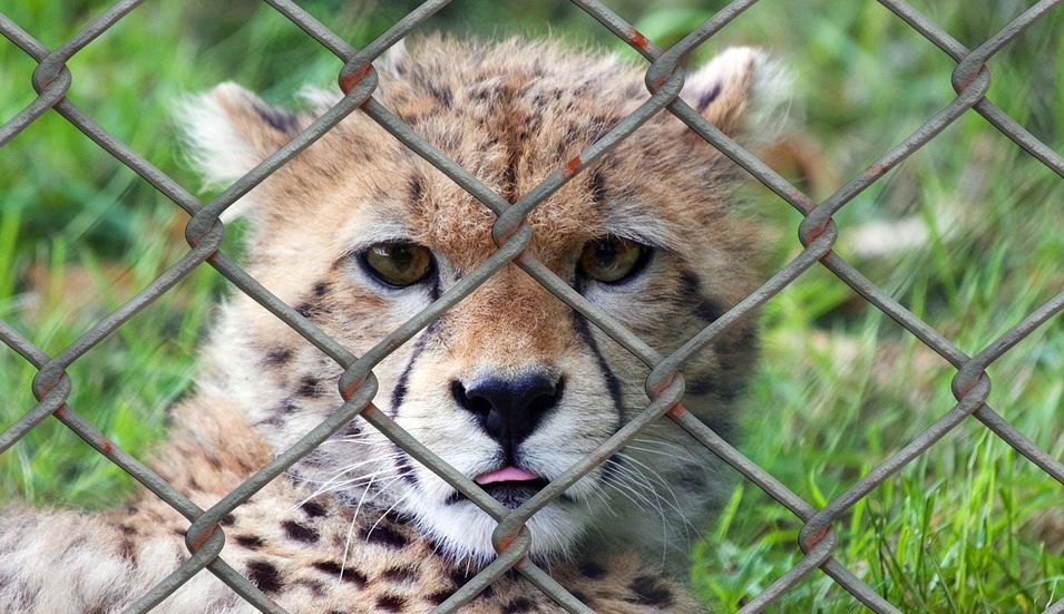 IUCN red list a call for captive breeding cheetah-behind bars