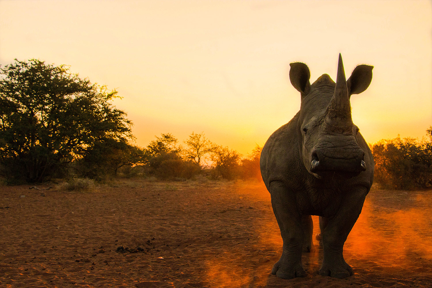Wild Rhino Heart - Jason Savage - Wildlife Photography Feature - Conjour VI