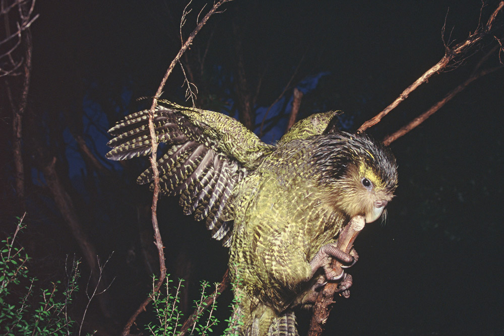 Kakapo conservation report Conjour