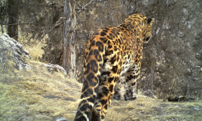 Leopard Snow Leopard Sharing Habitat - Conjour Editorial - Feature Image