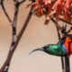 Life is a journey not a destination - Conjour Wildlife Photography Feature - Charlotte Cornwallis - Feature Image - Hummingbird - 0