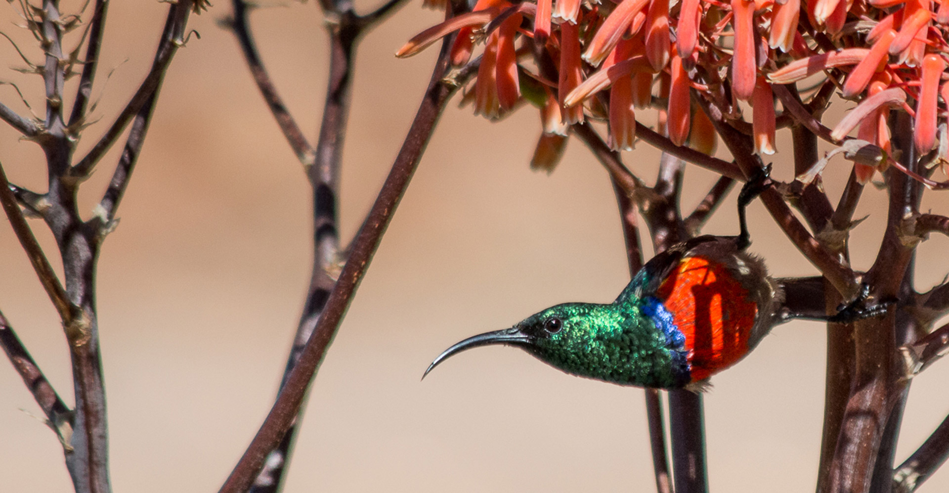 Life is a journey not a destination - Conjour Wildlife Photography Feature - Charlotte Cornwallis - Feature Image - Hummingbird - 0