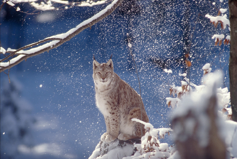 Living Planet Report 2016 - Conjour Editorial - Eurasian lynx - Bavaria - Germany - Planet Earth II
