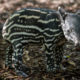 Malayan Tapir - Conservation Report - Conjour - Feature Image