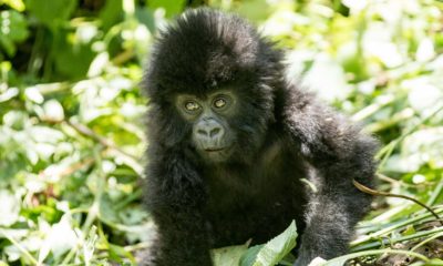 On the hunt for mountain gorillas - Alice Peretie - Conjour Wildlife Photography Feature - African Gorillas - Feature
