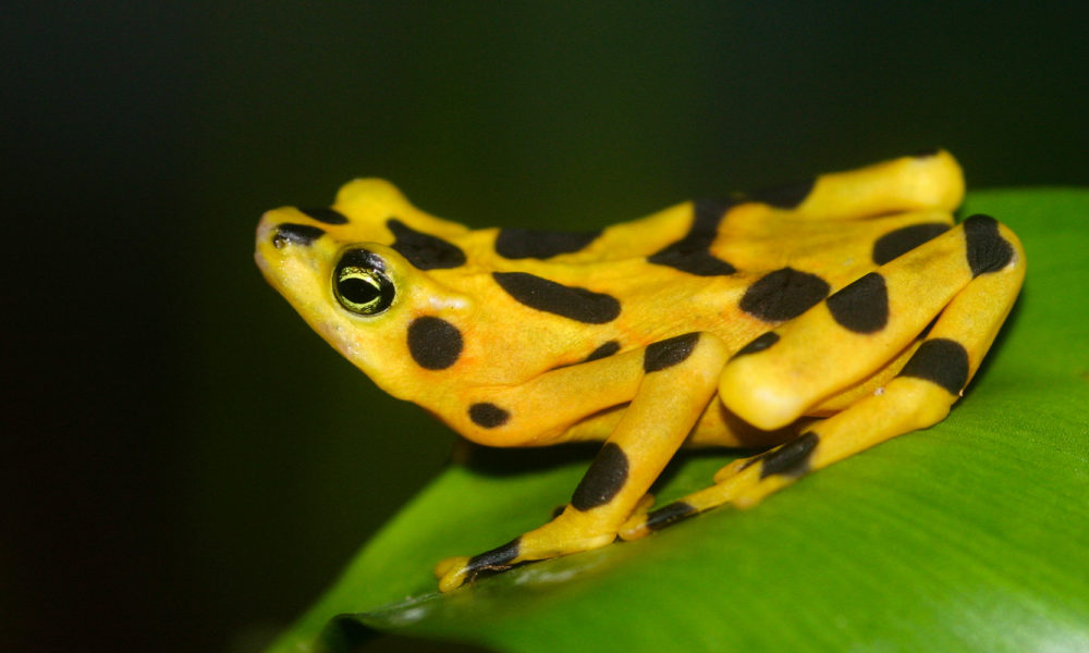 Panamanian Golden Frog - Conjour Conservation Report