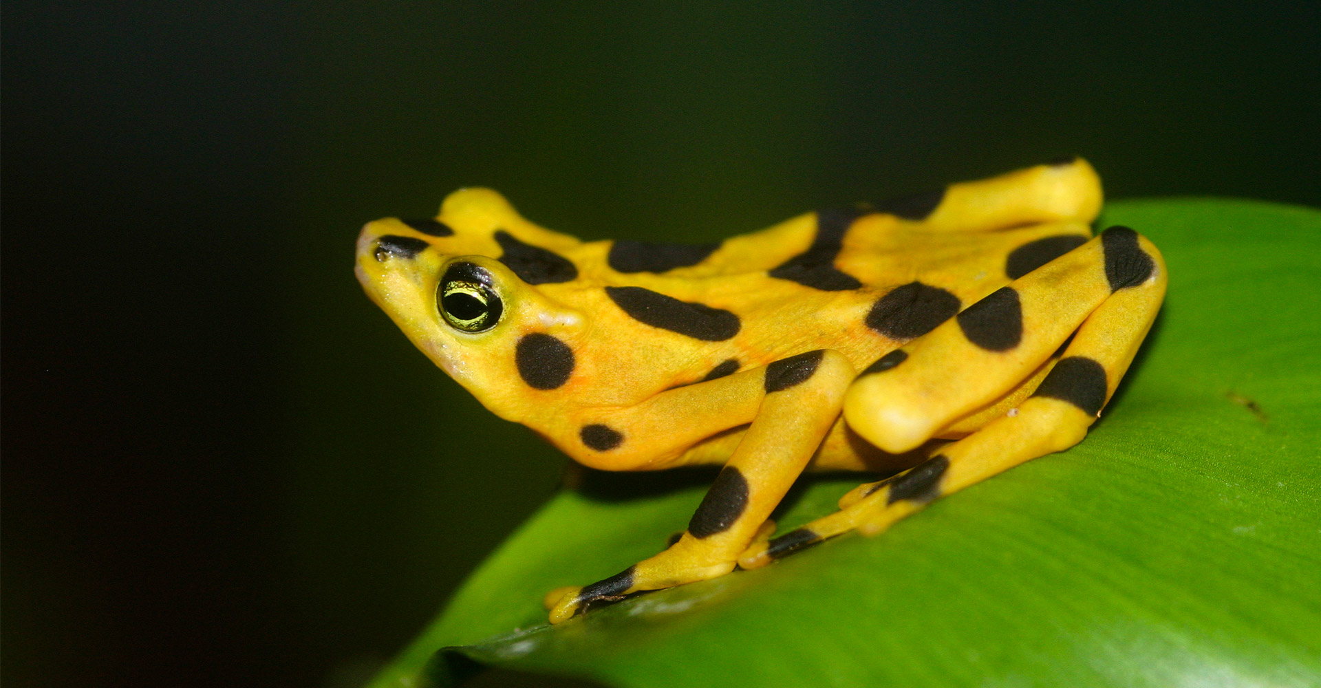 Panamanian Golden Frog - Conjour Conservation Report - Feature