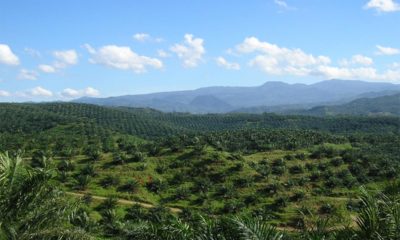 PepsiCo Mars Palm Oil Deforestation Conjour