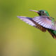 Photography to Conserve - Conjour Wildlife Photography Feature - Hummingbird - Feature