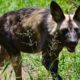 Picture Perfect - African Wild Dog Photography - Ben Leigh Photography - Conjour Wildlife Photography Feature - Feature Image