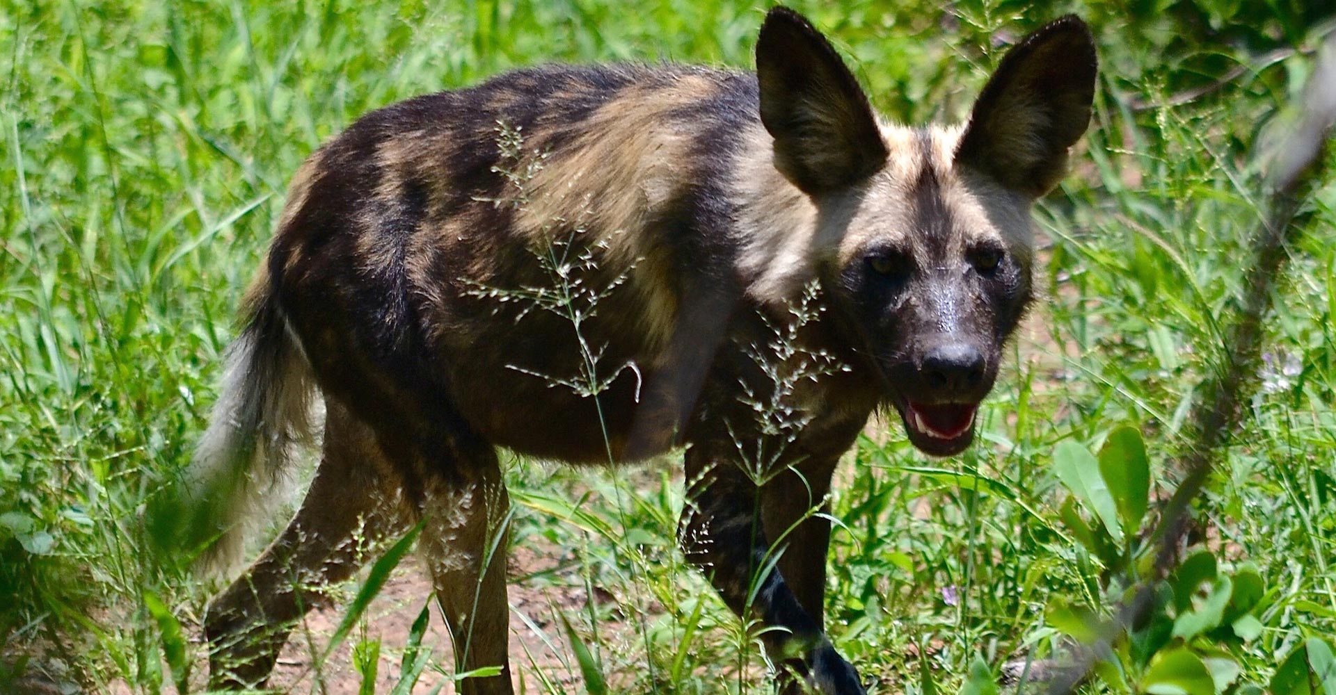 Picture Perfect - African Wild Dog Photography - Ben Leigh Photography - Conjour Wildlife Photography Feature - Feature Image