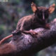 Pygmy Bush Baby - Conjour Species Report - 4