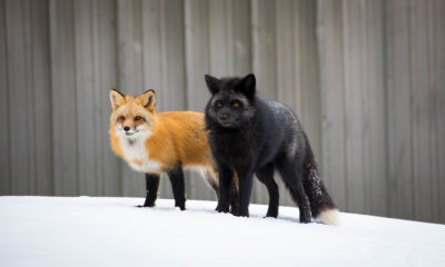 Red and Silver foxes vulpes vulpes Brittany Crossman Vulpes Vulpes The Red Fox Conjour Wildlife Photography Feature 2