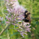 Rusty Patched Bumble Bee Conjour Conservation