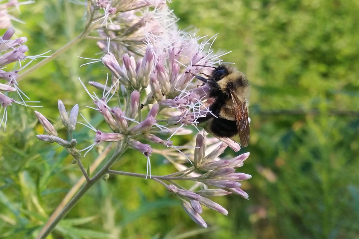 Rusty Patched Bumble Bee Conjour Conservation