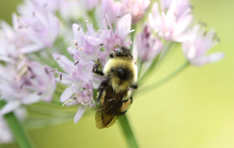 Rusty Patched Bumble Bee - Conjour Conservation Report