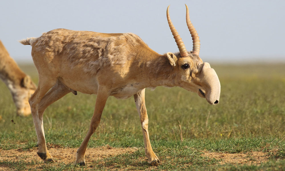 Saiga-Antelope-Conjour-Conservation-Species-Report-Feature-1000x600.jpg