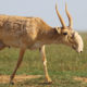 Saiga Antelope - Conjour Conservation Species Report - Feature