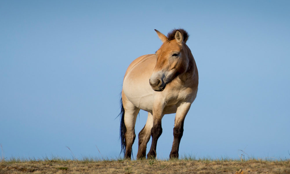 Saving Przewalski's Horse - A Recovery from Extinction