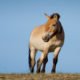 Saving Przewalski's Horse - Conjour Wildlife Photography Feature - 0