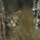 Scottish Wildcat - Peter Cairns - Conjour Conservation Report IV