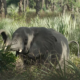 Elephants of Mozambique - The Guardian Video - Conjour