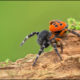 Spiders climate change - ladybird spider - Conjour world