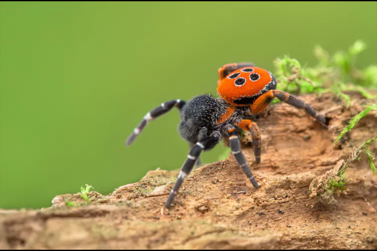 Spiders climate change - ladybird spider - Conjour world
