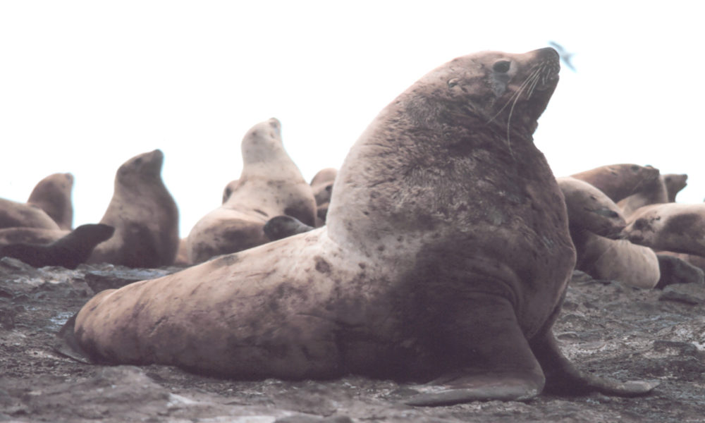 Steller Sea Lion - Conjour Species Conservation Report