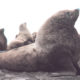 Steller Sea Lion - Conjour Conservation Report - Feature